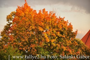 Mecsek Rallye 2015 Salánki Gábor_188